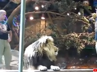 飼育員をオスライオンから守ったメスライオン