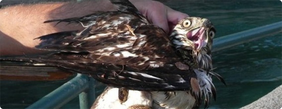 不覚にも・・・ヘビを捕らえようとして逆に捕らわれの身となったハヤブサが人間に救出される