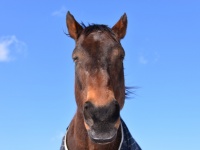 認定特定非営利活動法人引退馬協会のプレスリリース画像