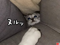 子猫がヌルッとソファの隙間から出て犬の足を攻撃、でまた隙間から退場