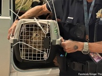 飛行機に乗ろうとした直前に逃げ出した猫、丸1日以上たってようやく捕獲され飼い主のもとへ