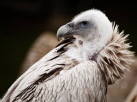 呪術師の薬に使用か？100羽以上のハゲワシの死骸を国立公園で発見