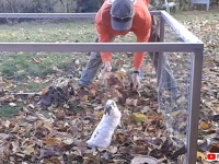 もっと投げて、キャッチするから！落ち葉遊びを楽しむウサギのかわいい仕草