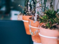 トイレに置くと「運気が上がるもの」5つ