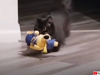 夜な夜な飼い主にぬいぐるみのプレゼントを運んでくる猫
