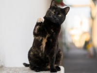 猫が1分間に26のトリックに成功！世界ギネス記録に認定される
