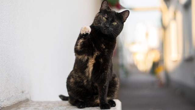 猫が1分間に26のトリックに成功！世界ギネス記録に認定される
