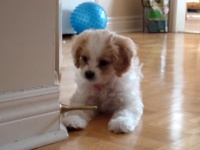 萌死寸前！ドアストッパーに敵意むきだしのワンコが可愛すぎるｗｗｗ