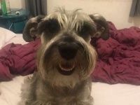 お腹がいっぱいなわけじゃないのに必ず餌を半分残す元保護犬。それにはこんな悲しい理由があった（ブラジル）