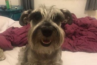 お腹がいっぱいなわけじゃないのに必ず餌を半分残す元保護犬。それにはこんな悲しい理由があった（ブラジル）