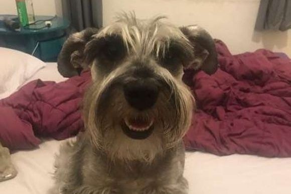 お腹がいっぱいなわけじゃないのに必ず餌を半分残す元保護犬。それにはこんな悲しい理由があった（ブラジル）