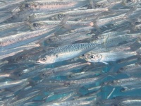 まるで「スイミー」？　イワシの大群のど真ん中に紛れ込む、小さなサバに反響→水族館に理由を聞くと...
