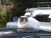 引っ越しで置き去りにされた猫が幸せにたどり着くまでの物語（アメリカ）