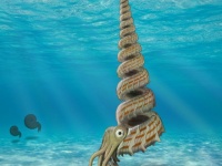 新種の異常巻きアンモナイトが北海道で発見される