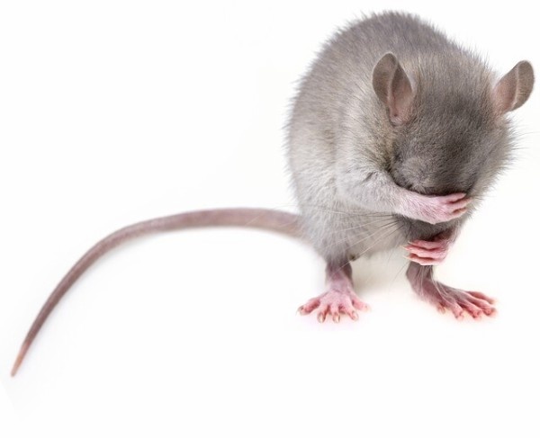 マウスは父親の精子を介してストレスを子孫に遺伝させていることが判明