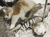 猫に好かれたい？もう少し距離を縮めたい？科学に裏付けられた猫と仲良くなる10のコツ