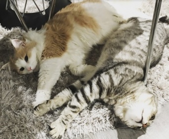 猫に好かれたい？もう少し距離を縮めたい？科学に裏付けられた猫と仲良くなる10のコツ