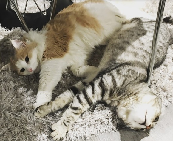 猫に好かれたい？もう少し距離を縮めたい？科学に裏付けられた猫と仲良くなる10のコツ