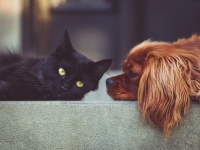 犬よりも猫の方がリスクが高い。ゲノム調査による新型コロナウイルスに感染しやすい動物の種類（米研究）
