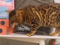 一瞬の隙を逃さない！チャンスは確実にモノにする小犬