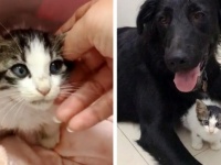 保護犬を連れた女性に助けを求めに来た野良の子猫。犬と子猫が特別な絆を結ぶ（イスラエル）