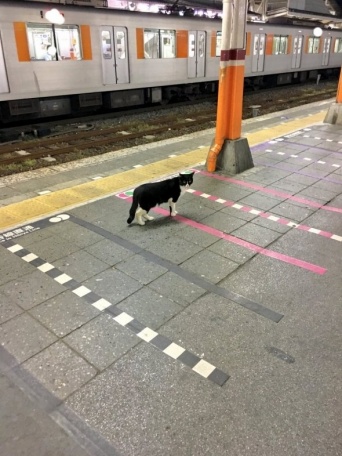 あおいれびんラブ米見てね！（＠levizo）さんのツイート