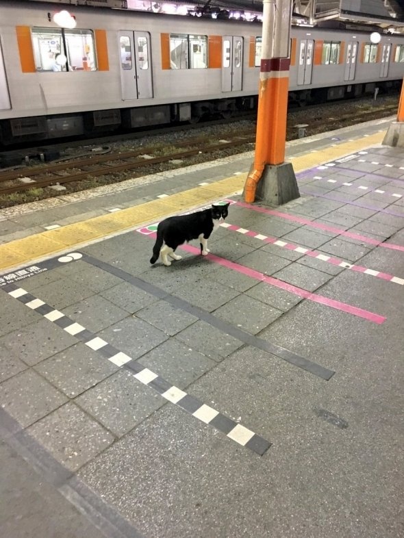 あおいれびんラブ米見てね！（＠levizo）さんのツイート