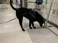 感染者をいち早く見つける為、学校を巡回する新型コロナウイルス探知犬