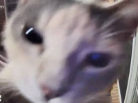 夜の愛猫たちに「おやすみ！」とカメラ越しに声をかけてみた結果