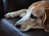 首輪に「助けてください」のメモをつけ、パトカーに飛び乗った犬が警官に救助される