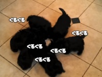 いつもより多く回っているのだろうか？なぜまわる？6匹の子犬が回転しながらミルクを飲む光景