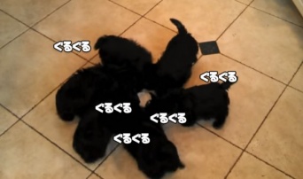 いつもより多く回っているのだろうか？なぜまわる？6匹の子犬が回転しながらミルクを飲む光景