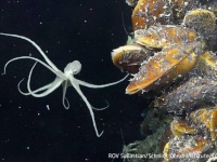 未知なる世界へようこそ。深海の熱水噴出孔の地下に新たな生態系を発見