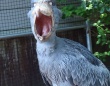 あくび中でした（画像は松江フォーゲルパーク公式Xアカウントの投稿より）