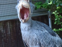 あくび中でした（画像は松江フォーゲルパーク公式Xアカウントの投稿より）