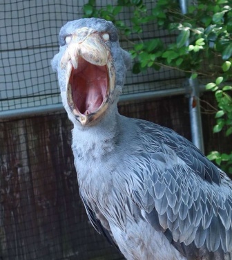 あくび中でした（画像は松江フォーゲルパーク公式Xアカウントの投稿より）