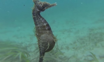 【超レア】オスのタツノオトシゴの出産シーンをカメラが捉えた！