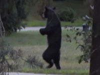 まるで人間！二足歩行でヒョコヒョコ移動するクマがネット上で話題に