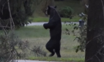 まるで人間！二足歩行でヒョコヒョコ移動するクマがネット上で話題に