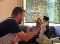 面白いじゃないか！人間と一緒にせっせっせーの遊びをする猫