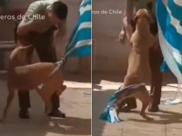 困ってしまってワンワンワワン！を助けたのは人間のおまわりさん。ギュっと抱き着き心からの感謝を伝える犬（チリ）