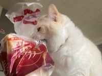 「これは金」「かなりの悪」　猫リンピック〝悪の部〟優勝選手に5万人歓声
