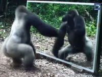 【動画】アフリカのジャングルに大きな鏡を置いたらどうなる？