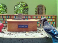 ミニチマ図書館にやってくる野鳥たちを観察できるライブ動画が配信中（アメリカ）