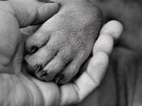 最期にもう一度会わせてあげたい。妻の死の間際、夫はこっそり愛犬を病院に連れて行った