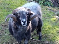 パパとなり丸くなった？怒れるヒツジのラムブロさん、息子を見せびらかしに来る