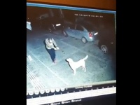 犬は犬好きの人がちゃんとわかる。路上で踊りながら近付く男性を見た野良犬、尻尾を振って応える（トルコ）