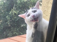 やっぱり猫だからこうなるよね。どこのご家庭でも「あるある」な、やらかした猫たち総集編