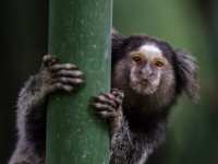 人間の知恵をつかさどる遺伝子をサルに移植した結果、脳が成長しヒト化が進む（日・独共同研究）