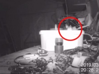 作業小屋の道具が知らぬ間に片付けられている。この謎を探るべく監視カメラをしかけたところ、驚きの結末が！